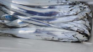 タチウオ―広島遊漁船海斗