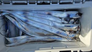 タチウオ―広島遊漁船海斗