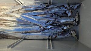 タチウオ―広島遊漁船海斗