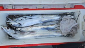 タチウオ―広島遊漁船海斗