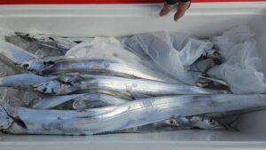 タチウオ―広島遊漁船海斗