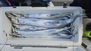 タチウオ―広島遊漁船海斗