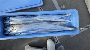 タチウオ―広島遊漁船海斗