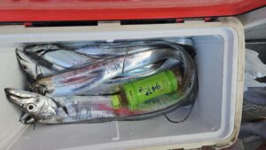 タチウオ―広島遊漁船海斗