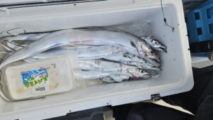 タチウオ―広島遊漁船海斗