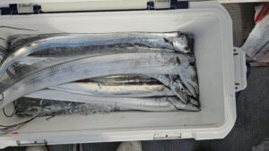 タチウオ―広島遊漁船海斗