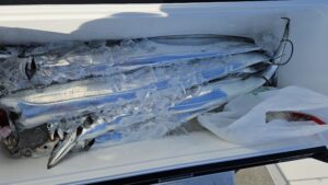 タチウオ―広島遊漁船海斗