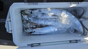 タチウオ―広島遊漁船海斗