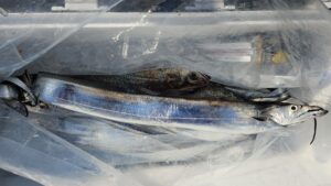 タチウオ―広島遊漁船海斗