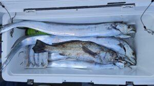 タチウオ―広島遊漁船海斗