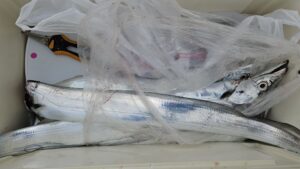 タチウオ―広島遊漁船海斗