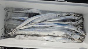 タチウオ―広島遊漁船海斗