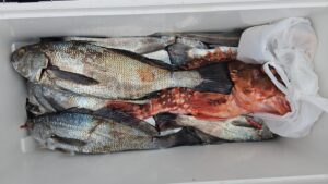 クログチ―広島遊漁船海斗