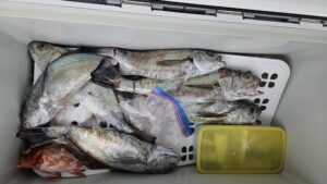 クログチ―広島遊漁船海斗