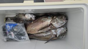 クログチ―広島遊漁船海斗