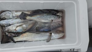 クログチ―広島遊漁船海斗