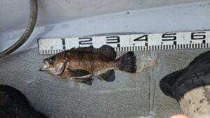 メバル―広島遊漁船海斗