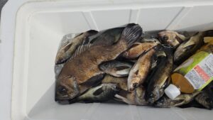 メバル―広島遊漁船海斗