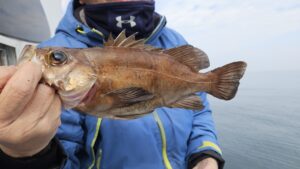 メバル―広島遊漁船海斗