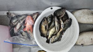 メバル―広島遊漁船海斗