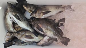 メバル―広島遊漁船海斗