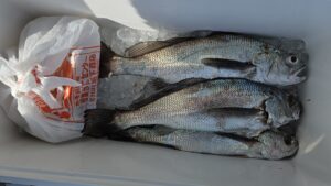 クログチ・メバル―広島遊漁船海斗
