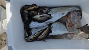 クログチ・メバル―広島遊漁船海斗