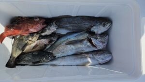 クログチ・メバル―広島遊漁船海斗