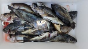 メバル―広島遊漁船海斗