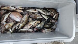 メバル―広島遊漁船海斗