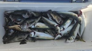 メバル―広島遊漁船海斗