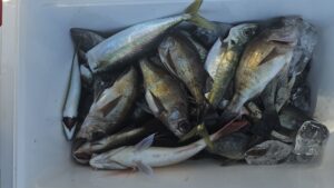 メバル―広島遊漁船海斗