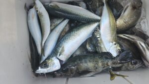 メバル―広島遊漁船海斗