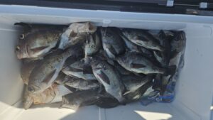 メバル―広島遊漁船海斗