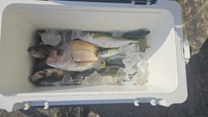 メバル―広島遊漁船海斗