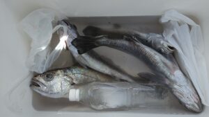 クログチ―広島遊漁船海斗