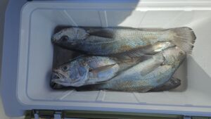 クログチ―広島遊漁船海斗