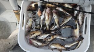 メバル―広島遊漁船海斗