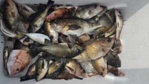 メバル―広島遊漁船海斗