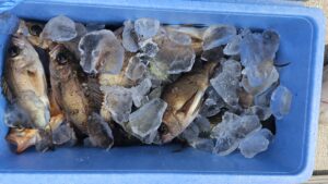 メバル―広島遊漁船海斗