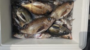 メバル―広島遊漁船海斗