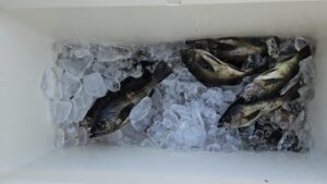 メバル―広島遊漁船海斗