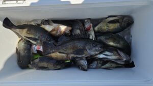 メバル―広島遊漁船海斗