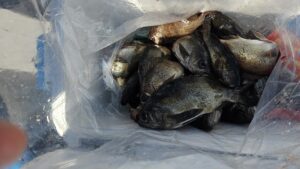 メバル―広島遊漁船海斗