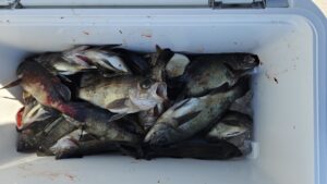 メバル―広島遊漁船海斗