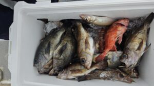 メバル―広島遊漁船海斗