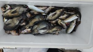 メバル―広島遊漁船海斗