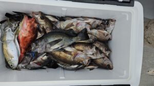 メバル―広島遊漁船海斗