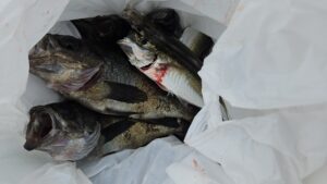 メバル―広島遊漁船海斗