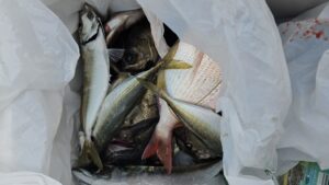 メバル―広島遊漁船海斗